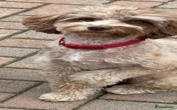 Cockapoo dogs for sale: Beautiful f1b Cockapoo puppy's   - Advert 14