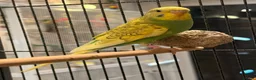 Budgerigars birds for sale: BEAUTIFUL 7-WEEK-OLD BABY BUDGIE male for sale - Advert 1