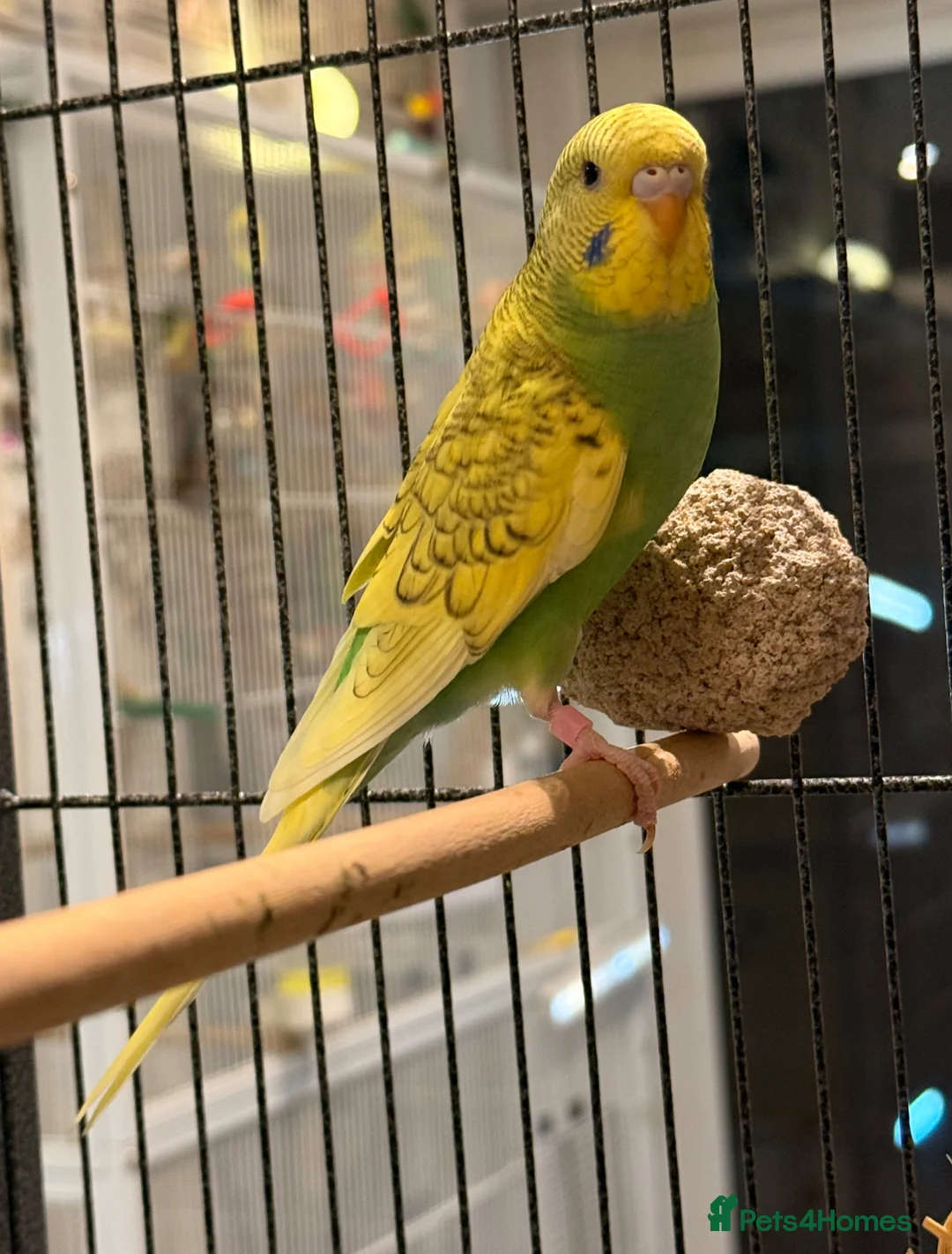 Budgerigars birds for sale: BEAUTIFUL 7-WEEK-OLD BABY BUDGIE male for sale - Advert 1