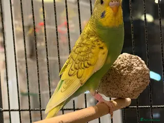 Budgerigars birds for sale: BEAUTIFUL 7-WEEK-OLD BABY BUDGIE - Advert 2