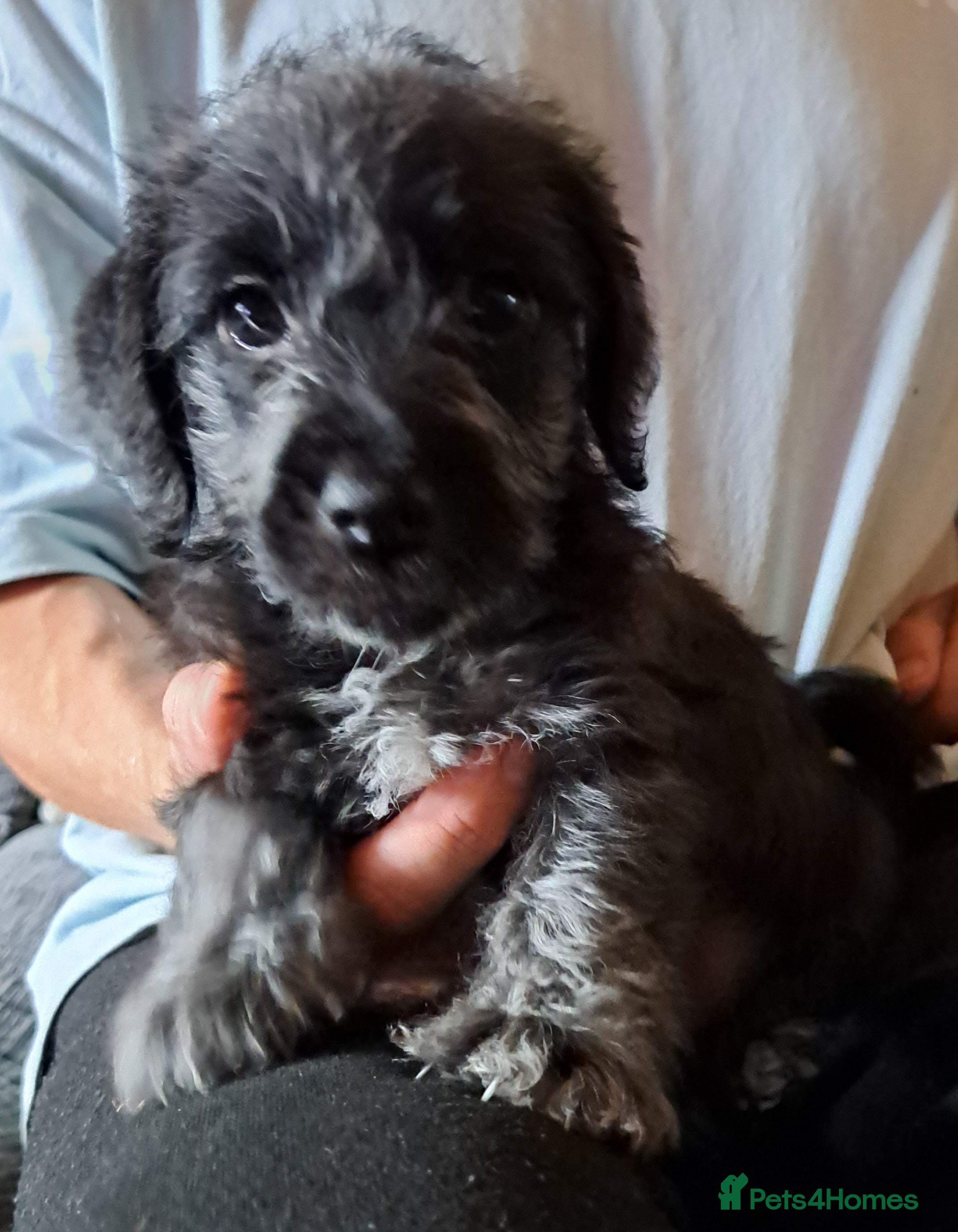 Mixed Breed dogs cockerpoo x jack russel pups  - Advert 1