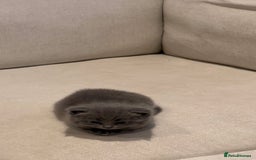 British Shorthair cats for sale: BSH Kittens • 3 Males • Ready to leave at 10 weeks - Image 4