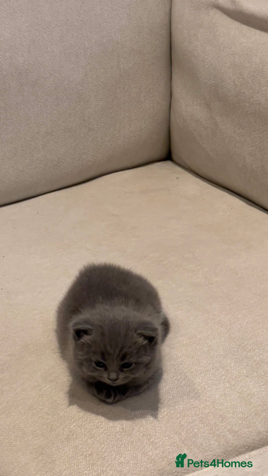 British Shorthair cats for sale: BSH Kittens • 3 Males • Ready to leave at 10 weeks - Image 4
