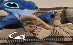 French Bulldog dogs for sale: Beautiful french bulldog puppies  - Image 6