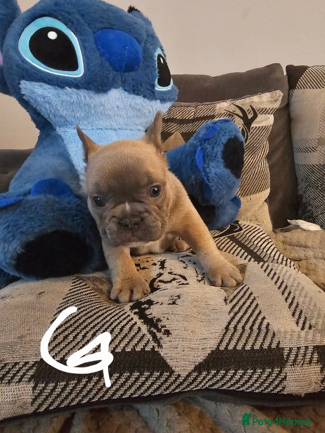 French Bulldog dogs for sale: Beautiful french bulldog puppies  - Image 6