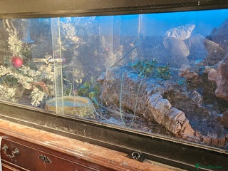 Corn Snake reptiles Breeding pair of corn snakes - Advert 1