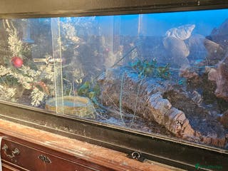 Corn Snake reptiles Breeding pair of corn snakes - Advert 9