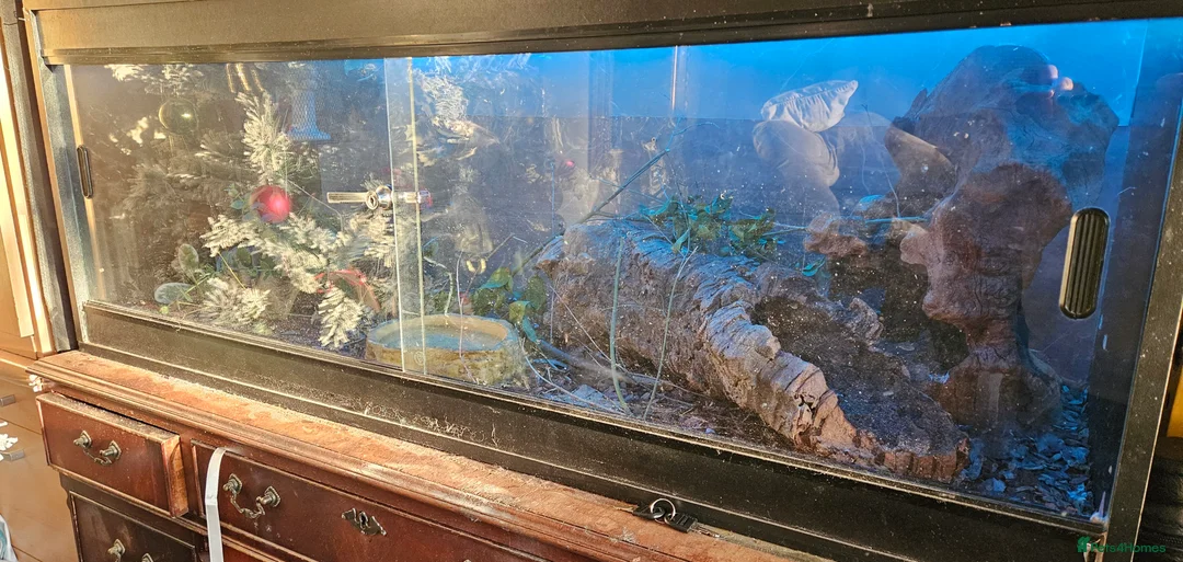 Corn Snake reptiles for sale: Breeding pair of corn snakes  - Advert 1