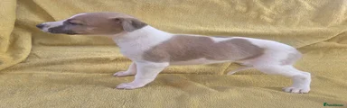 Whippet 3