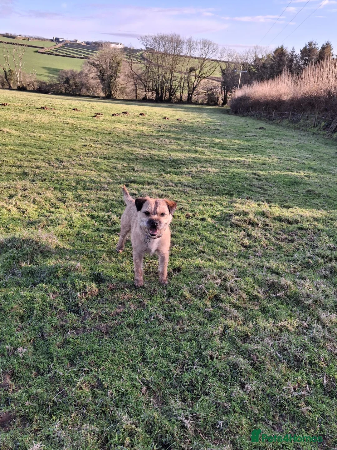 Border Terrier dogs for stud: KC registered border terrier for stud - Advert 2