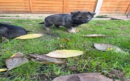 German Shepherd dogs for sale: 10 amazing german shepherd puppies - Advert 33