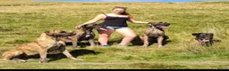 Great Dane dogs for sale: Only 1 girl left - Stunning Brindle Great Dane pup - Advert 9