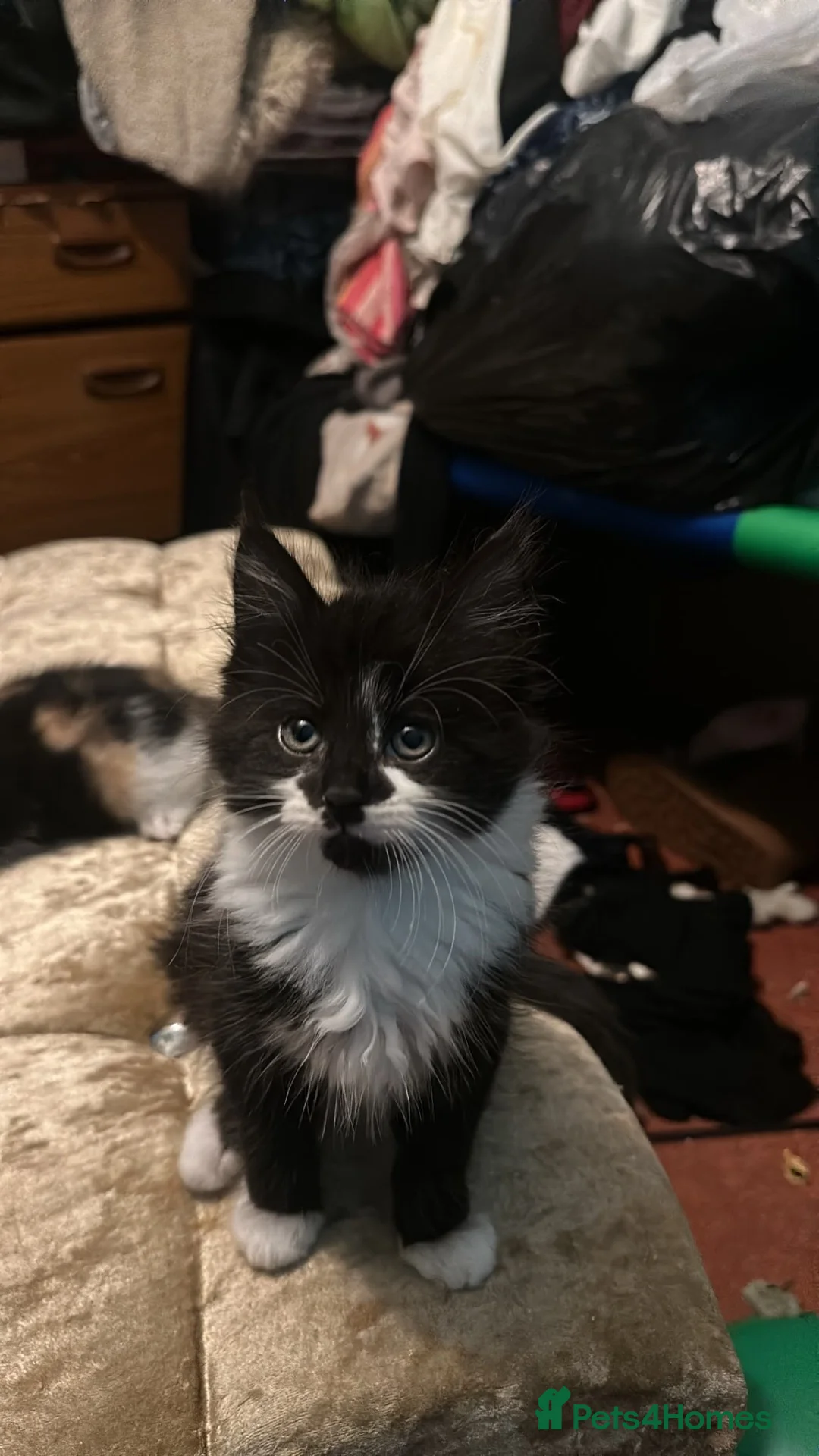 British Longhair cats for sale: Kittens in Leeds - Advert 2