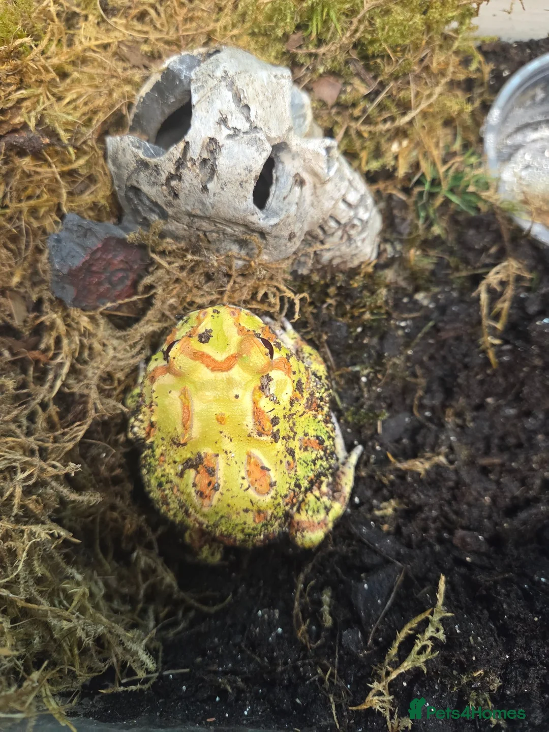 Frog reptiles for sale: Pacman frog and ornate horned frog - Advert 6