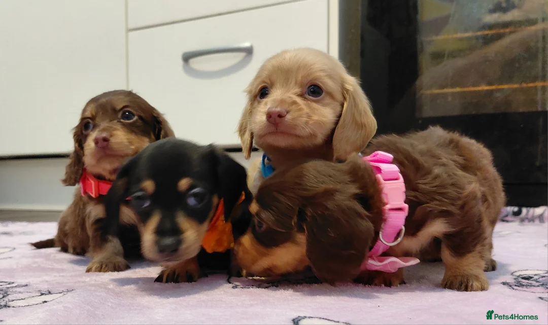 Miniature Dachshund dogs for sale: Sweetest Longhaired/One S.Haired Mini's 🤎🐾 - Advert 23