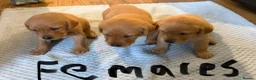 Labrador Retriever dogs for sale: LABRADOR PUPPIES FOR SALE  - Advert 5
