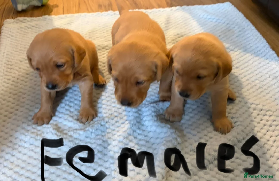 Labrador Retriever dogs for sale: LABRADOR PUPPIES FOR SALE  - Advert 5