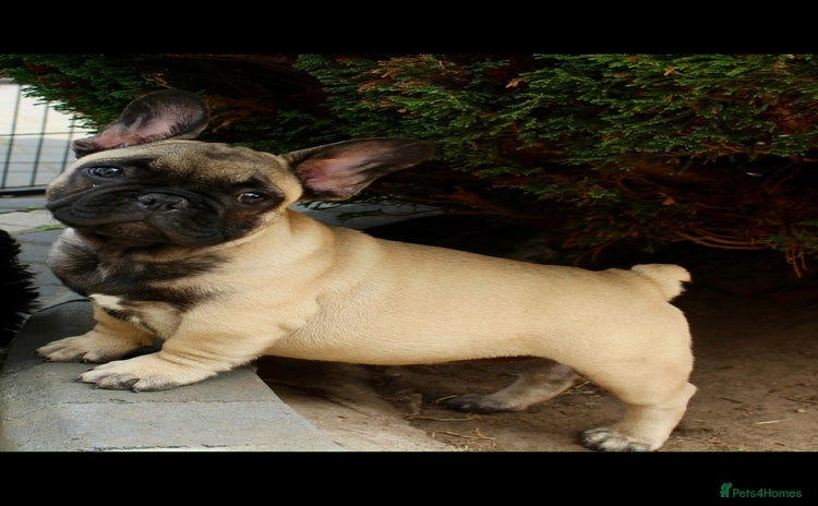 French Bulldog dogs in Birmingham - Advert 11