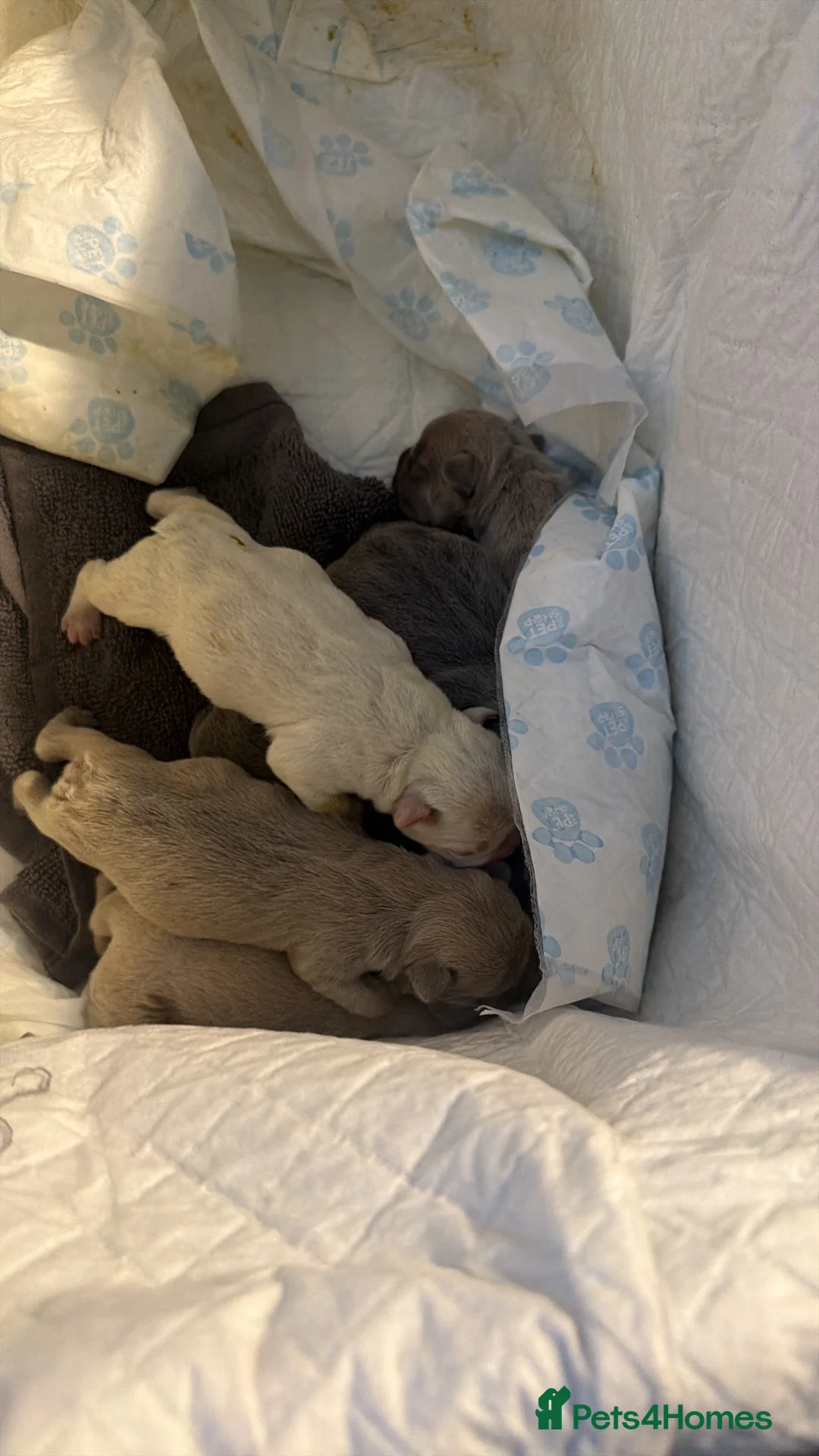 French Bulldog dogs for sale: 🐾 Beautiful Vet Registered FrenchBulldog Puppies  - Advert 15
