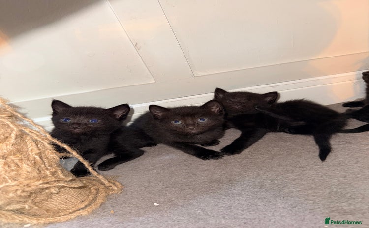 Mixed Breed cats - Advert 4