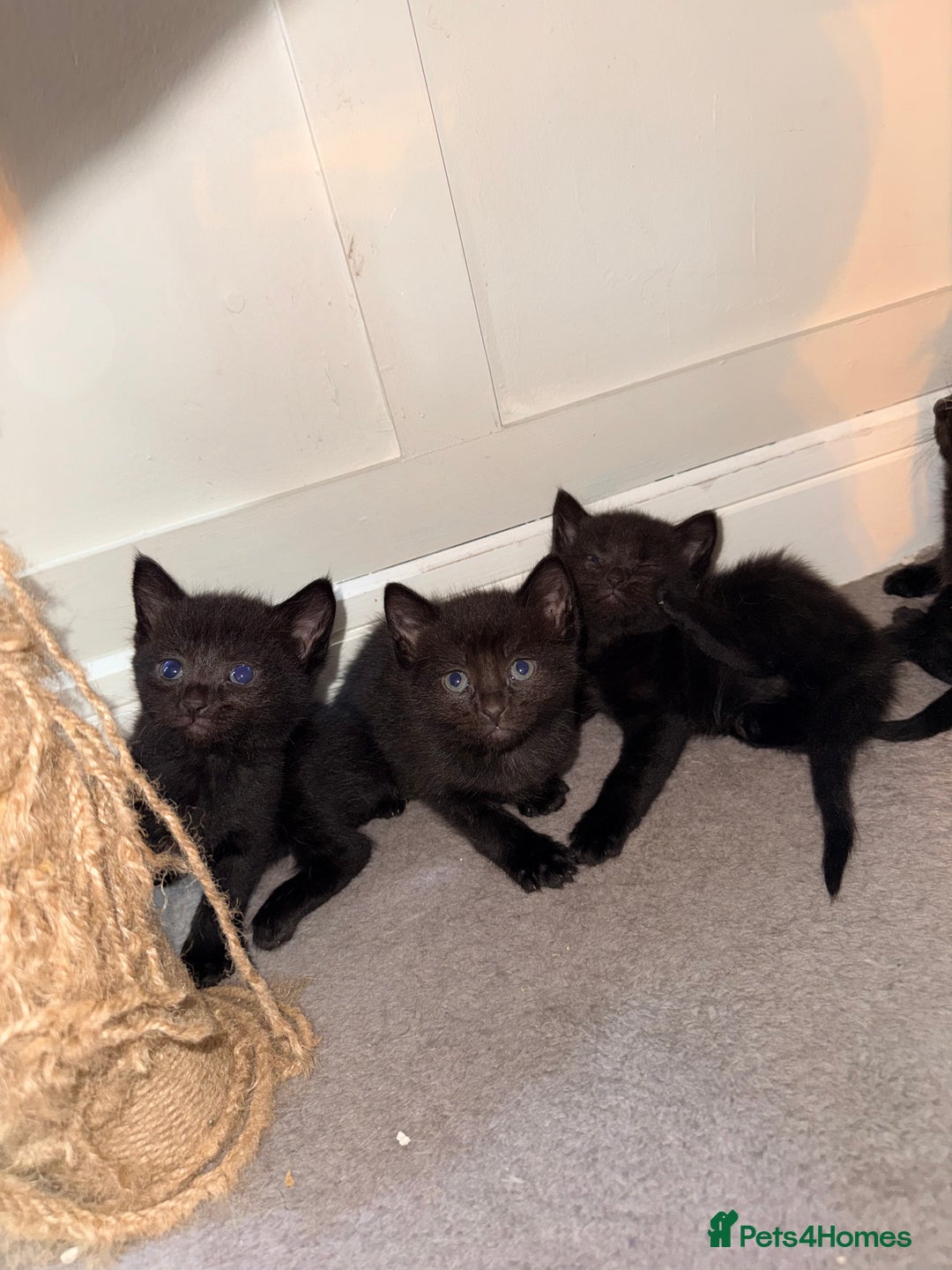 Mixed Breed cats for sale: 4 gorgeous black striped kittens - Image 1
