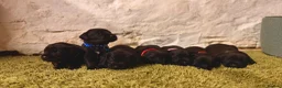 Great Danoodle dogs for sale: Extremely rare greatdoodles ready now  - Advert 34