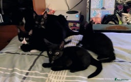Mixed Breed cats for sale: Kittens - Image 6