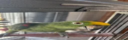 Parrots birds for sale: Male Yellow-crowned Amazon Parrot with Large Cage in Mansfield - Advert 2