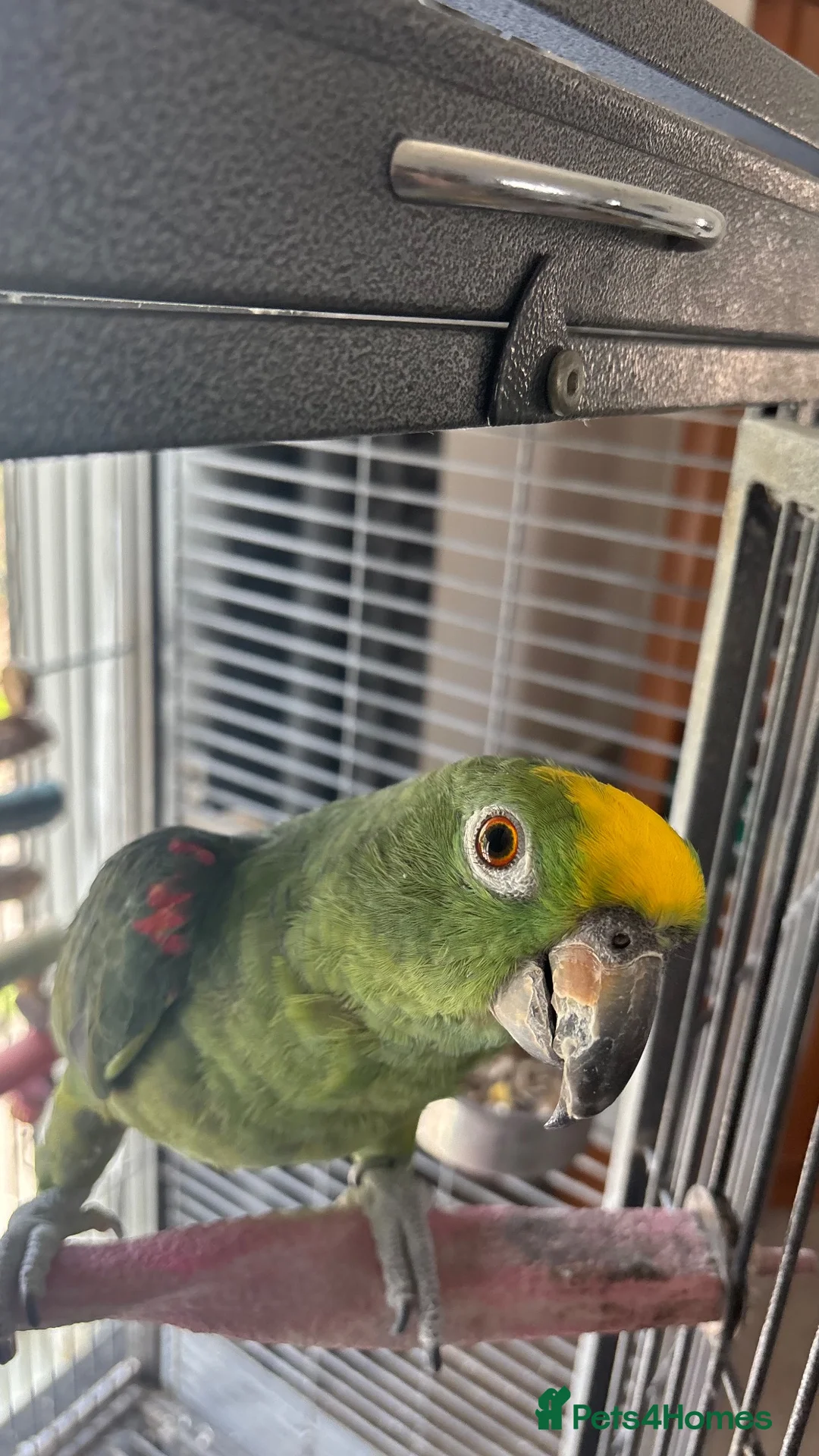 Parrots birds for sale: Male Yellow-crowned Amazon Parrot with Large Cage in Mansfield - Advert 2