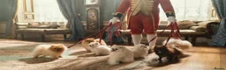 Pomeranian dogs for sale: ✨Exceptional Pomeranian Puppy -Ready Now✨ - Advert 13