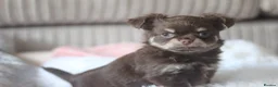 Chihuahua dogs for sale: OUTSTANDING QUALITY KC REG CHIHUAHUA PUPPIES 🐶🤎 - Advert 3