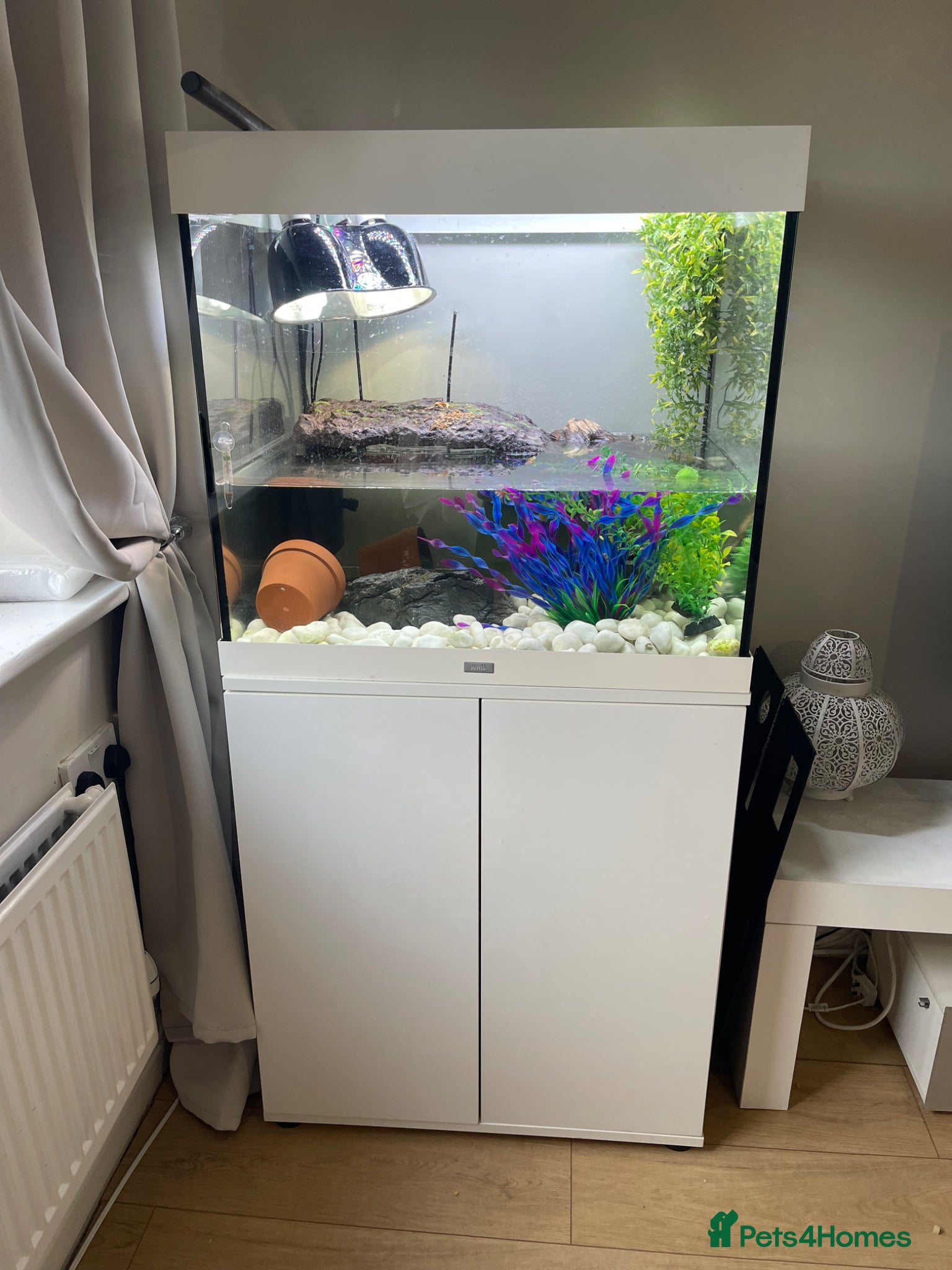 Turtle reptiles Musk and map turtles with accesories  - Advert 14