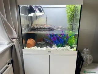 Turtle reptiles Musk and map turtles with accesories - Advert 14