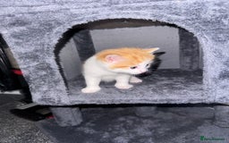 Domestic Shorthair cats for sale: Beautiful ginger and white kitten  - Image 7