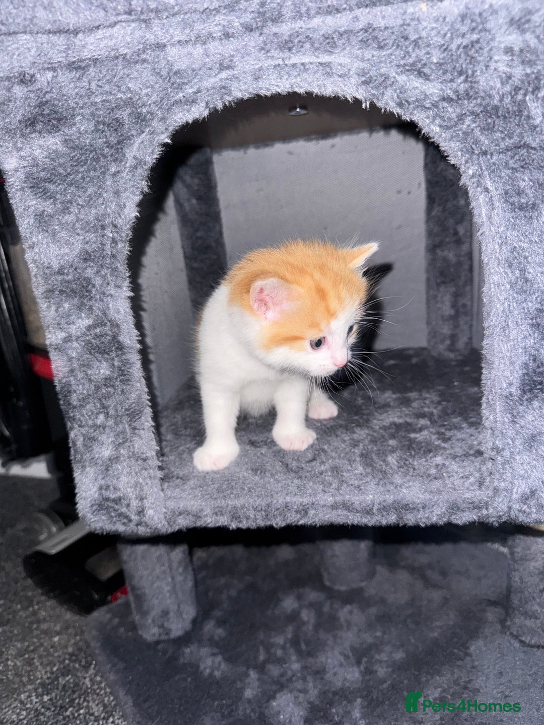 Domestic Shorthair cats for sale: Beautiful ginger and white kitten  - Image 7