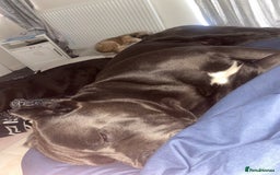 Cane Corso dogs for sale: Beautiful chunky Cane Corso puppies  - Image 7