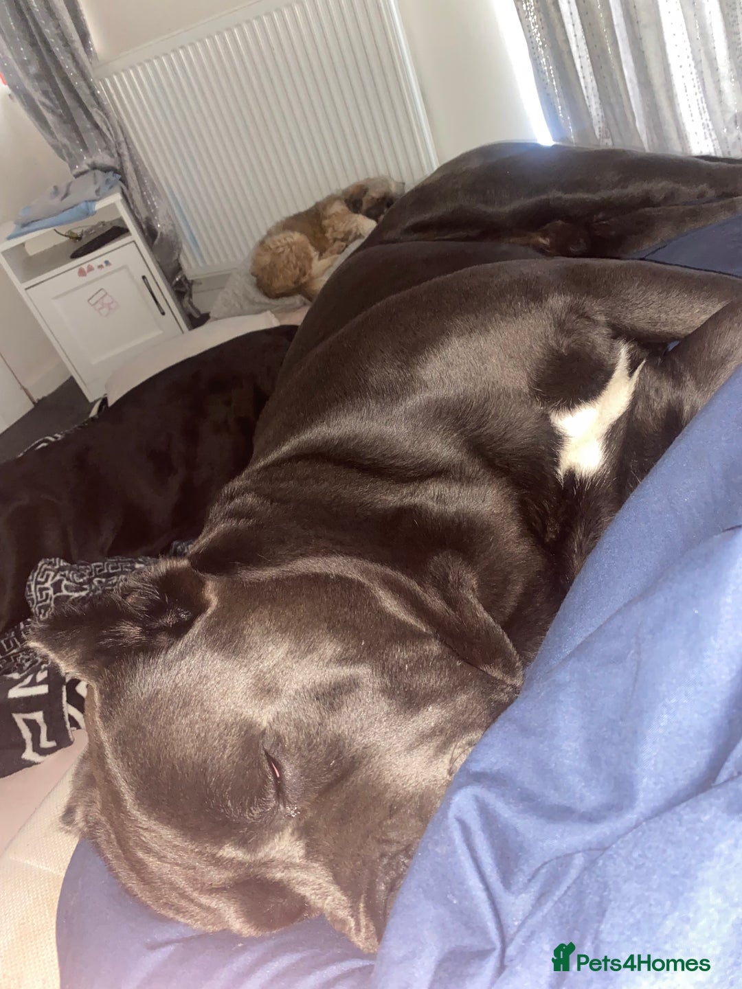 Cane Corso dogs for sale: Beautiful chunky Cane Corso puppies  - Image 7