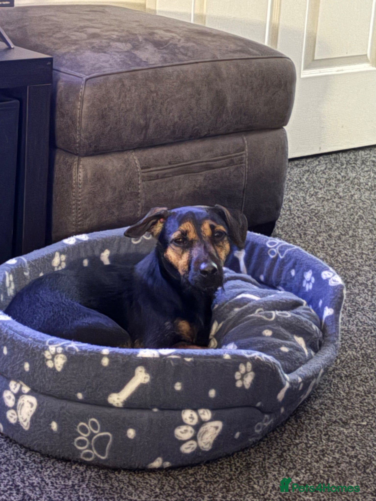 Mixed Breed dogs Patterdale X - Advert 2