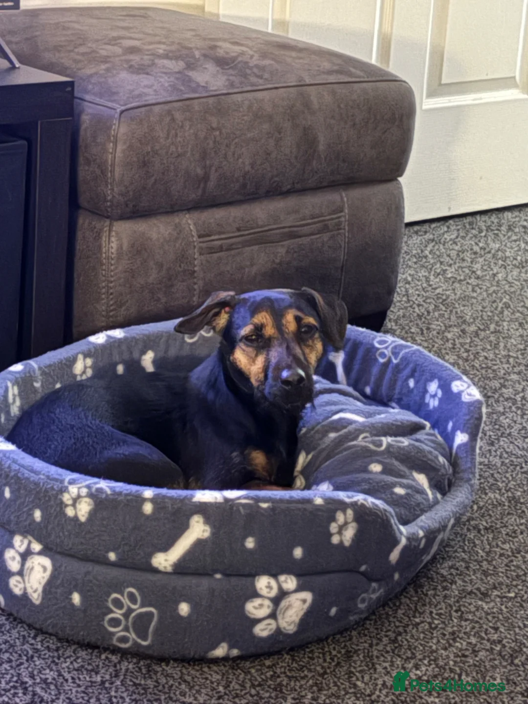 Mixed Breed dogs for sale: Patterdale X - Advert 1