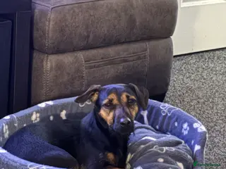 Mixed Breed dogs Patterdale X - Advert 4