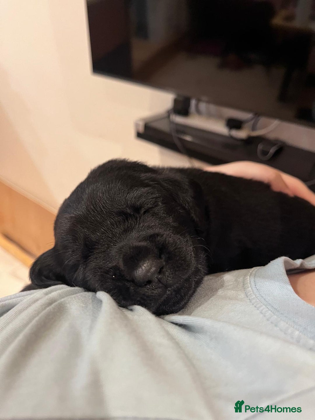 Mixed Breed dogs for sale: Adorable Sheeprador Pups Ready for Forever Homes! - Advert 9