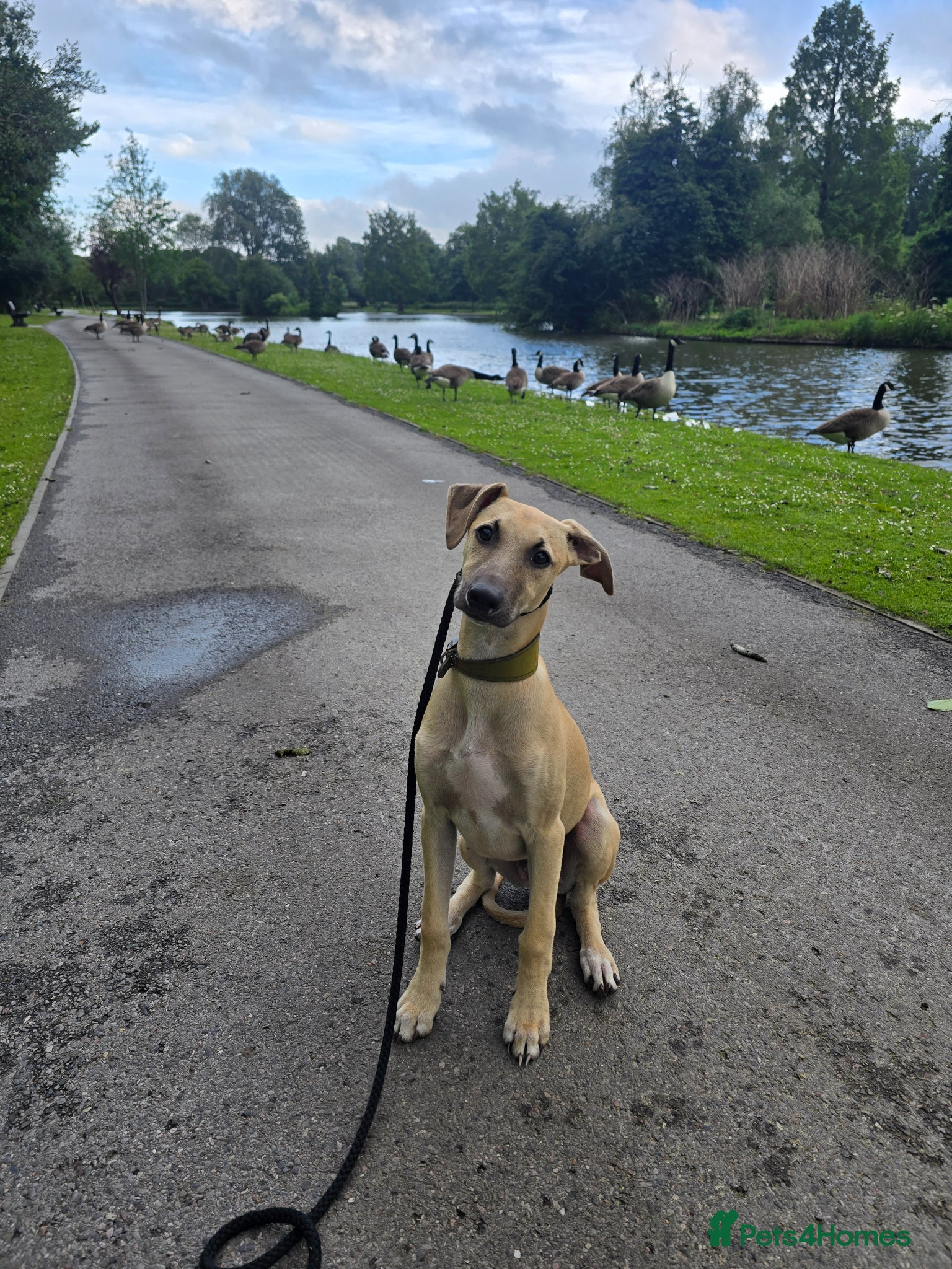Mixed Breed dogs Whippet cross whippet lurcher male - Advert 14