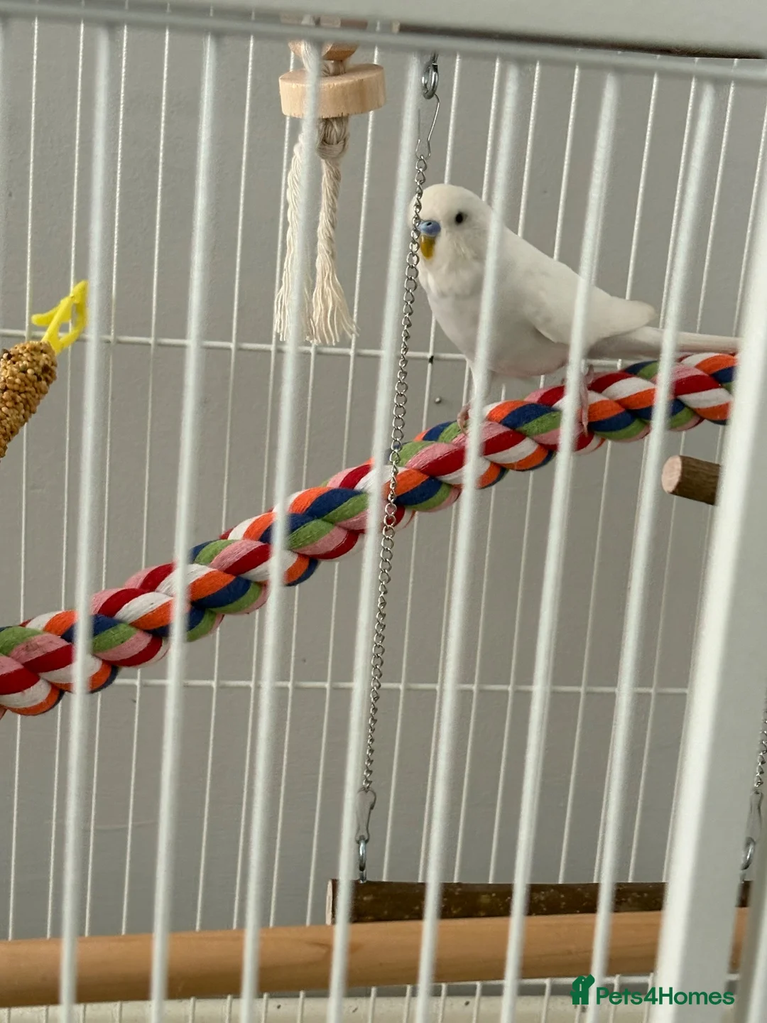 Budgerigars birds for sale: White budgie plus full cage set up - Advert 5