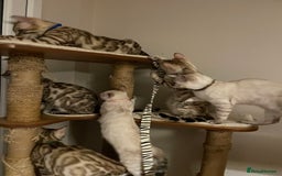 Bengal cats for sale:  Beautiful Bengal ready to reserve - Image 22