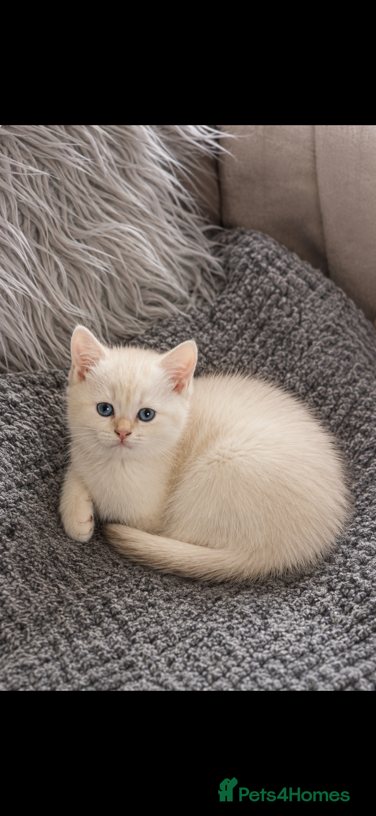 Scottish Fold cats Charming Scottish Straights and  Fold available. - Advert 2
