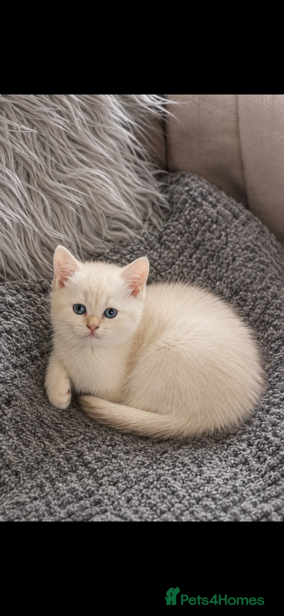 Scottish Fold cats for sale: Charming Scottish Straights and  Fold available. - Advert 2