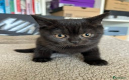 British Shorthair cats for sale: Champion GCCF Black British Shorthair Kittens - Image 9