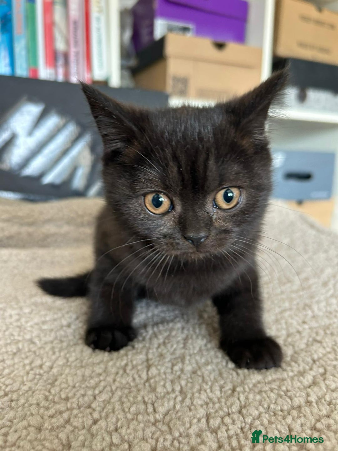 British Shorthair cats for sale: Champion GCCF Black British Shorthair Kittens - Image 9