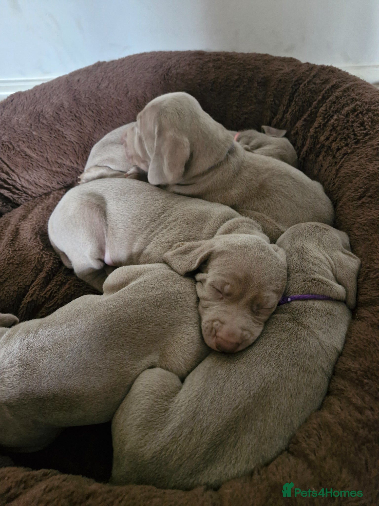 Weimaraner dogs Litter of KC registered working weimaraner puppies - Advert 2
