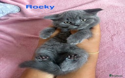 British Shorthair cats for sale: BSH Blue, White rare, Cream, Grey adorable kittens - Image 6